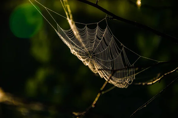 Toiles Araignée Dans Brume Matinale Verts Juteux — Photo