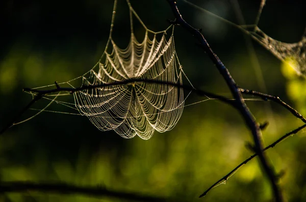Sabah Sisinde Örümcek Ağları Sulu Yeşiller — Stok fotoğraf