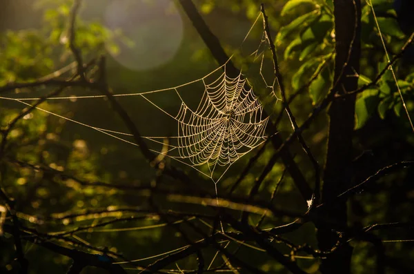 晨雾中的蜘蛛网 多汁的蔬菜 — 图库照片