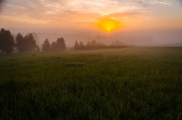 Mattina Presto All Alba Una Fitta Nebbia Mistica Una Foresta — Foto Stock