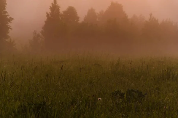 Aikaisin Aamulla Aamunkoitteessa Paksu Mystinen Sumu Vihreän Metsän Yllä Mehukas — kuvapankkivalokuva