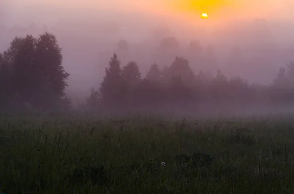 Frühmorgens Morgengrauen Dichter Mystischer Nebel Über Einem Grünen Wald Saftiges — Stockfoto