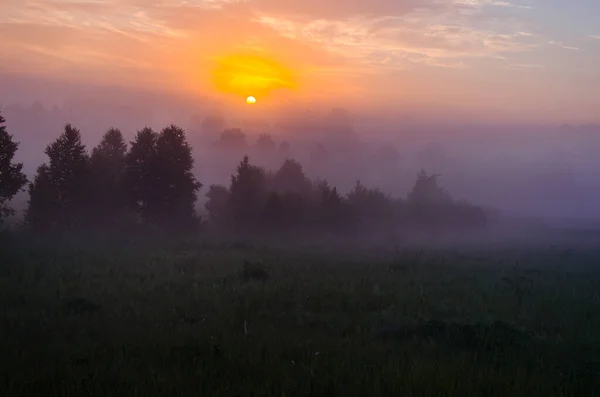 黎明时分 浓密的迷雾笼罩着一片绿色的森林 多汁的草 — 图库照片
