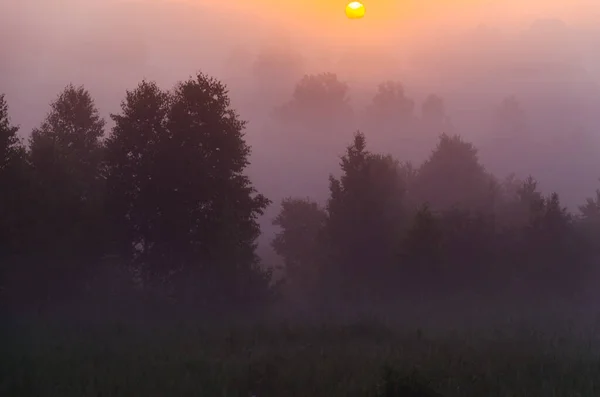 Frühmorgens Morgengrauen Dichter Mystischer Nebel Über Einem Grünen Wald Saftiges — Stockfoto