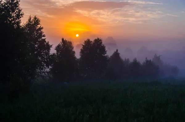 Brzy Ráno Úsvitu Hustá Mystická Mlha Nad Zeleným Lesem Šťavnatá — Stock fotografie