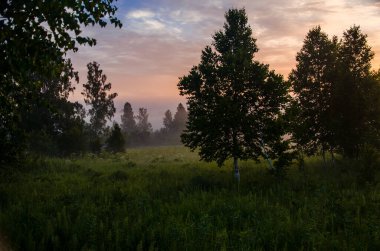 Sabahın köründe, şafakta. Yeşil bir orman üzerinde yoğun mistik sis. Sulu ot.