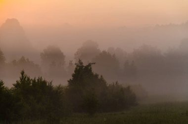Sabahın köründe, şafakta. Yeşil bir orman üzerinde yoğun mistik sis. Sulu ot.