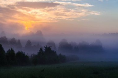 Sabahın köründe, şafakta. Yeşil bir orman üzerinde yoğun mistik sis. Sulu ot.