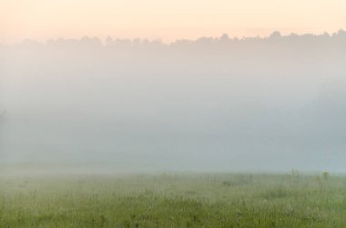 Sabahın köründe, şafakta. Yeşil bir orman üzerinde yoğun mistik sis. Sulu ot.
