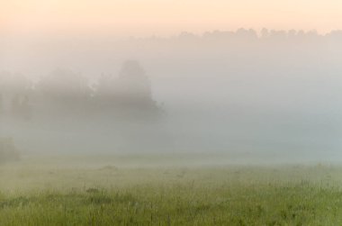 Sabahın köründe, şafakta. Yeşil bir orman üzerinde yoğun mistik sis. Sulu ot.