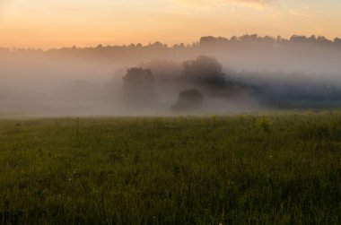 Sabahın köründe, şafakta. Yeşil bir orman üzerinde yoğun mistik sis. Sulu ot.