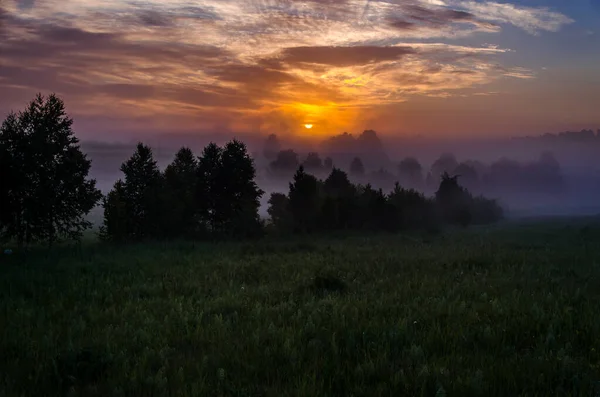 Early Morning Dawn Thick Mystical Fog Green Forest Juicy Grass — Stock Photo, Image