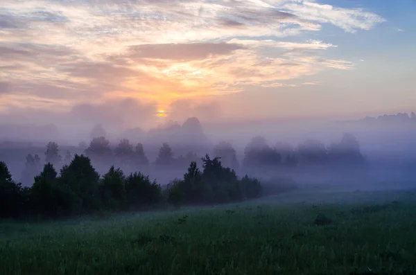 Frühmorgens Morgengrauen Dichter Mystischer Nebel Über Einem Grünen Wald Saftiges — Stockfoto