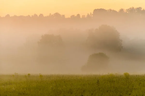 Mattina Presto All Alba Una Fitta Nebbia Mistica Una Foresta — Foto Stock