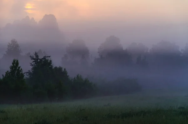 Mattina Presto All Alba Una Fitta Nebbia Mistica Una Foresta — Foto Stock