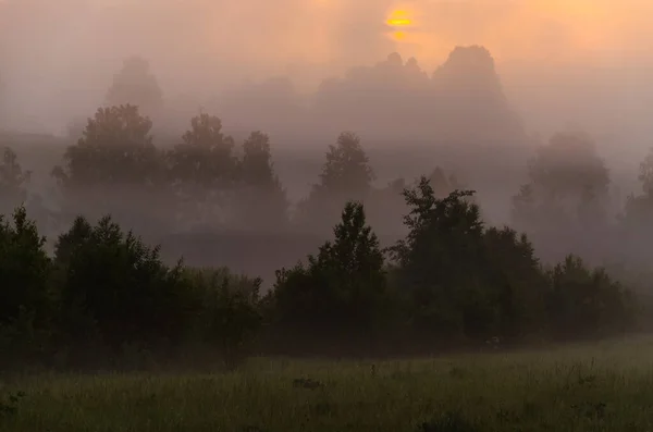 Tidigt Morgonen Gryningen Tjock Mystisk Dimma Över Grön Skog Saftigt — Stockfoto