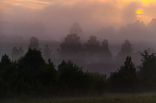 Mattina Presto All Alba Una Fitta Nebbia Mistica Una Foresta — Foto Stock