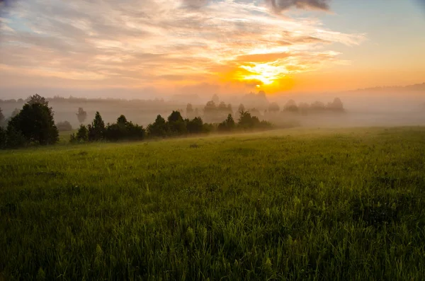 Mattina Presto All Alba Una Fitta Nebbia Mistica Una Foresta — Foto Stock