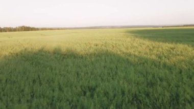 Kuşbakışı tarlalar. Gün batımında yeşil çayırlar
