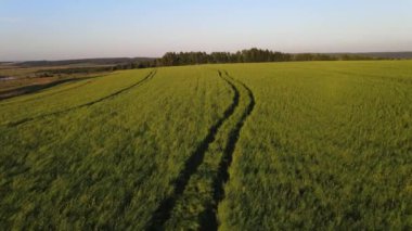 Kuşbakışı tarlalar. Gün batımında yeşil çayırlar