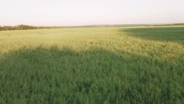 Velden Vanuit Een Vogelperspectief Groene Weiden Bij Zonsondergang — Stockvideo
