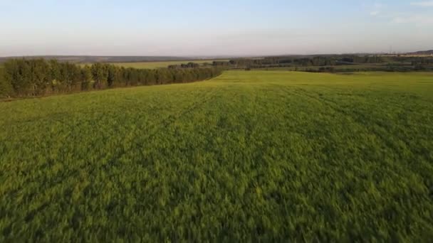 Fields Bird Eye View Green Meadows Sunset — Stock Video