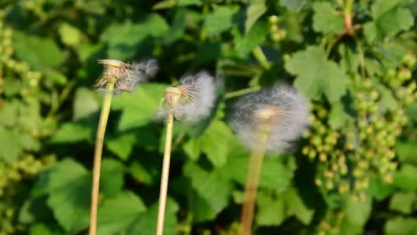 Vindblåsande Maskrosfrön Och Spridning Överallt — Stockvideo