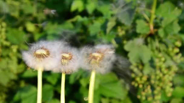 Der Wind Bläst Löwenzahnsamen Und Streut Sie Überall Hin — Stockvideo