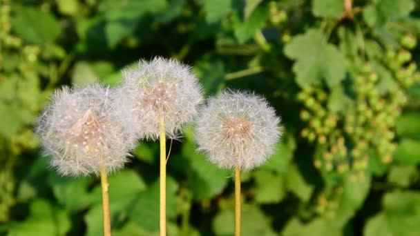 Vent Soufflant Des Graines Pissenlit Dispersant Partout — Video