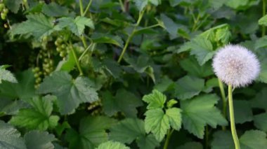 Rüzgar karahindiba tohumları savurur ve her yere yayılır.