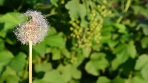 Vent Soufflant Des Graines Pissenlit Dispersant Partout — Video