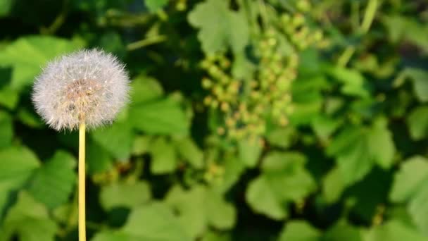 Vindblåsande Maskrosfrön Och Spridning Överallt — Stockvideo