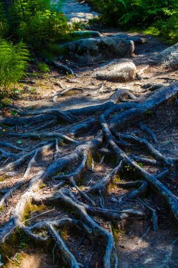 Yoğun yeşil orman. Ağaçların arasındaki yaz yolu..