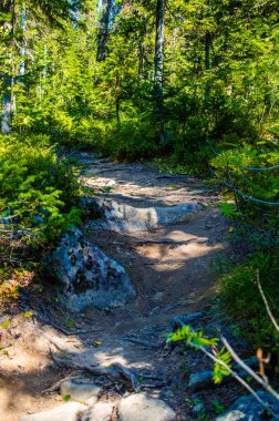 Yoğun yeşil orman. Ağaçların arasındaki yaz yolu..