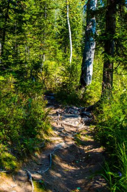 Yoğun yeşil orman. Ağaçların arasındaki yaz yolu..