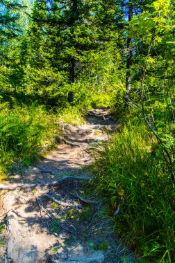 Yoğun yeşil orman. Ağaçların arasındaki yaz yolu..