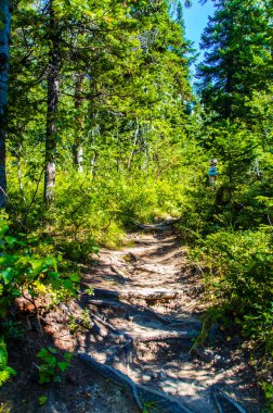 Yoğun yeşil orman. Ağaçların arasındaki yaz yolu..