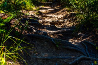 Yoğun yeşil orman. Ağaçların arasındaki yaz yolu..