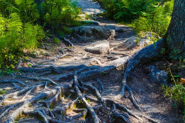 Hutan Hijau Lebat Jalan Berliku Musim Panas Antara Pohon Pohon — Stok Foto