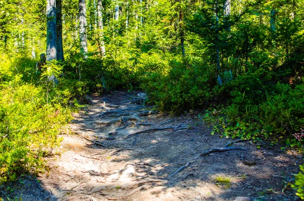 Forêt Verte Dense Sentier Été Sinueux Entre Les Arbres — Photo