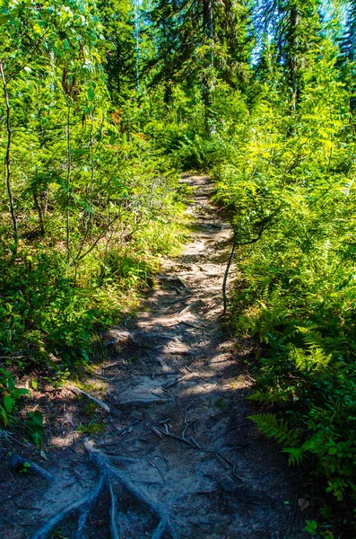 Щільний Зелений Ліс Літній Звивистий Шлях Між Деревами — стокове фото