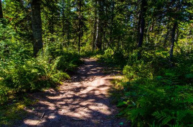 Yoğun yeşil orman. Ağaçların arasındaki yaz yolu..