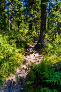 Yoğun yeşil orman. Ağaçların arasındaki yaz yolu..