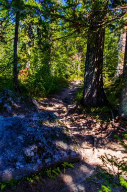 Yoğun yeşil orman. Ağaçların arasındaki yaz yolu..