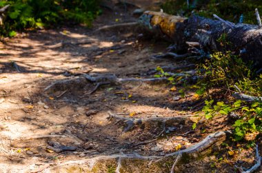 Yoğun yeşil orman. Ağaçların arasındaki yaz yolu..