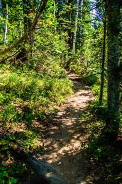 Yoğun yeşil orman. Ağaçların arasındaki yaz yolu..