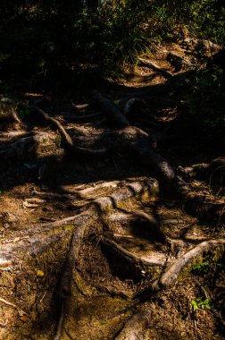 Yoğun yeşil orman. Ağaçların arasındaki yaz yolu..