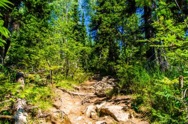 Yoğun yeşil orman. Ağaçların arasındaki yaz yolu..