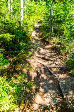 Yoğun yeşil orman. Ağaçların arasındaki yaz yolu..