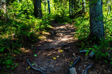 Yoğun yeşil orman. Ağaçların arasındaki yaz yolu..